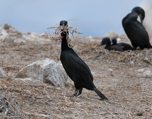 Brandt's cormorant with nest material on rock off the coast of California