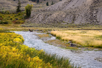 Common Bulrush (Typha latifolia) along the Yellowstone River © philipbird123