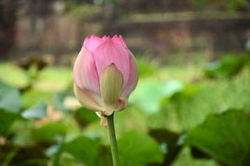Lotus flower, Nelumbo nucifera, known by a number of names including Indian Lotus, Sacred Lotus, Bean of India, or simply Lotus, is a plant in the monotypic family Nelumbonaceae