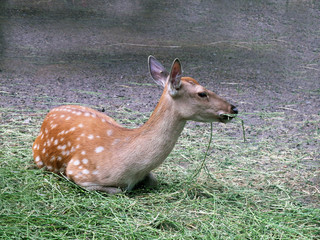 white-tailed baby deer, looks like bambi, sitting and eating grass