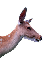 isolated white-tailed baby deer (head and neck),    on white background