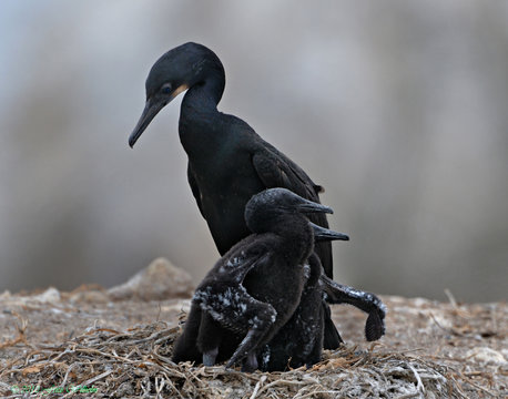 Brandt's cormorant Mom and two chicks on rock off the coast of California