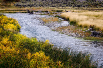 Common Bulrush (Typha latifolia) along the Yellowstone River