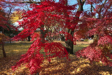 紅葉
