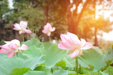 Lotus flower, Nelumbo nucifera, known by a number of names including Indian Lotus, Sacred Lotus, Bean of India, or simply Lotus, is a plant in the monotypic family Nelumbonaceae.