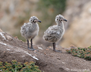 Two gull chicks sitting on rock