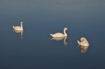 l'île de Ré à vélo