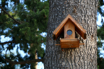 Birdhouse on a pine tree. Selective focus. 
