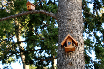Birdhouse on a pine tree. Selective focus. 
