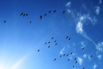 bird migration
