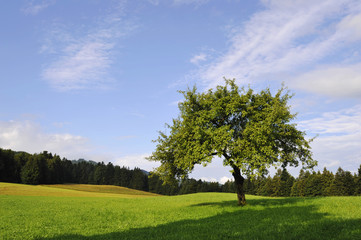 Fototapeta na wymiar Wiese mit Baum am Waldrand im Sommer