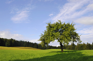 Wiese mit Baum am Waldrand im Sommer