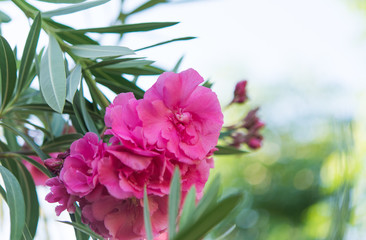 Fototapeta na wymiar Pink oleander close-up