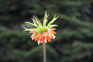 Kaiserkrone