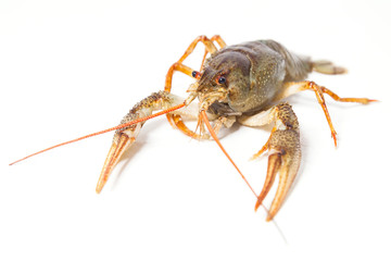 Crayfish on the white