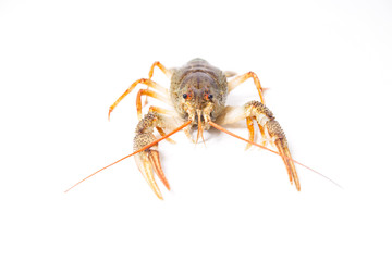 Crayfish on the white