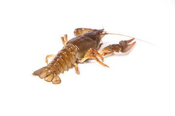 Crayfish on the white