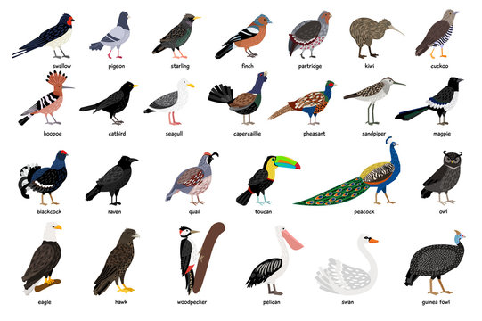 Wonderful set consisting of many birds well known and not so well-known