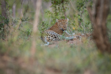 Leopard laying in the grass.