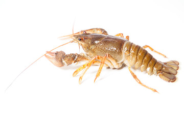 Crayfish on the white