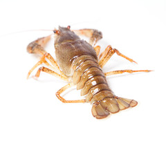 Crayfish on the white