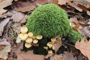 Pilze mit Moos