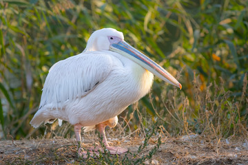 Кудрявый пеликан сидит на берегу озера