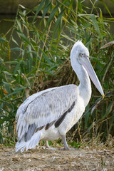 Кудрявый пеликан стоит на берегу озера