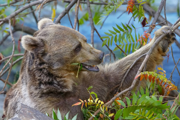 Бурый медведь ест листья дерева