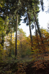 Herbstland- Mischwald