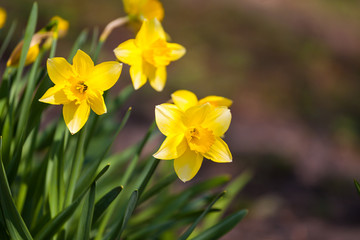 Yellow daffodil flower in the field. Daffodil flowers in sunlight.Field of yellow daffodils or yellow narcissus or suisen