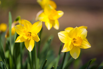 Yellow daffodil flower in the field. Daffodil flowers in sunlight.Field of yellow daffodils or yellow narcissus or suisen