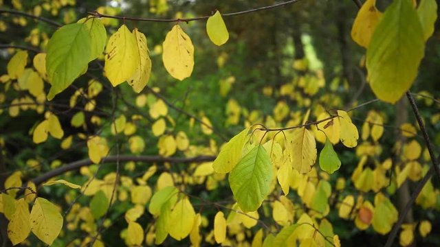 Beech Leaves on Branch in Forest at Autumn