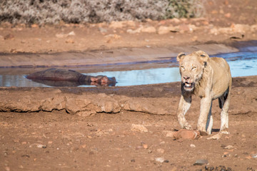 Lion walking towards the camera.