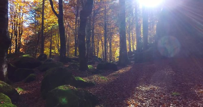 bosco di larici in autunno - Italy - video 4k