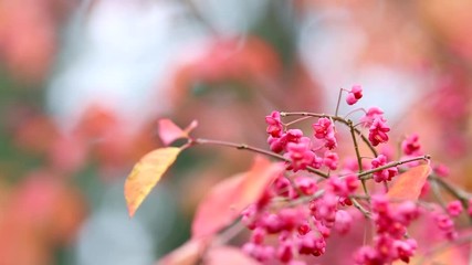 Pink Fruits and Yellow Orange Leaves on Branch of Spindle Tree. Loop