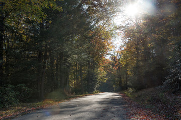 Naklejka na ściany i meble Highway through fall foliage