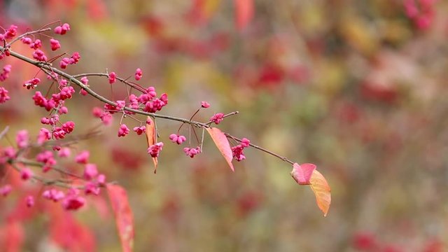 Pink Fruits and Yellow Orange Leaves of Spindle Tree on Colorful Blurry Background