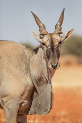 Common eland (Taurotragus oryx), Etosha National Park, Namibia