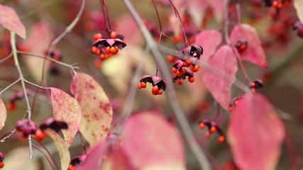 Incredible Fruits of Large Leaved Spindle Tree