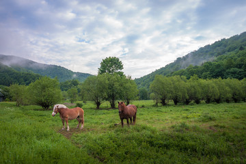 Fototapeta na wymiar Bieszczady, Konie na łące. Mglisty wiosenny poranek