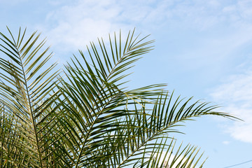 Fototapeta premium green leaf of palm,palm in garden or pak,palm is tall,palm make oxygen