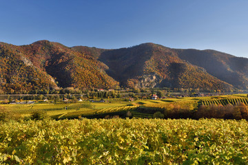 Scenic View into the Danube valley called Wachau and its vineyards in fall. Famous UNESCO cultural landscape known for its wine.