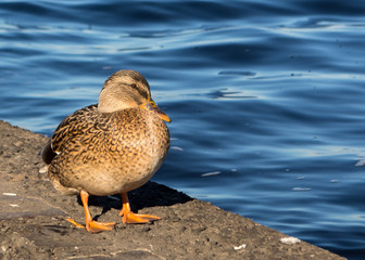 Little charming duck closely watching, preparing to jump into the water