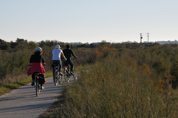 l'île de Ré à vélo