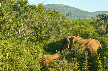 Large elephant and calf in thick african bush savana jungle landscape