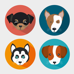 Obraz premium cute set puppy pet icons design vector illustration eps 10