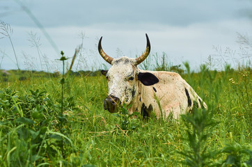 Nguni cow cattle lying in grass field
