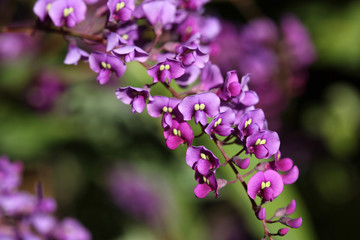 False sarsaparilla - purple coral pea - Hardenbergia violacea
