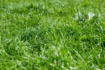 Grass texture background